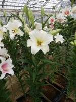 [4553 VH29 No01.JPG]